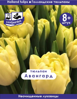 Тюльпан Луковица, Авангард, 8+ шт