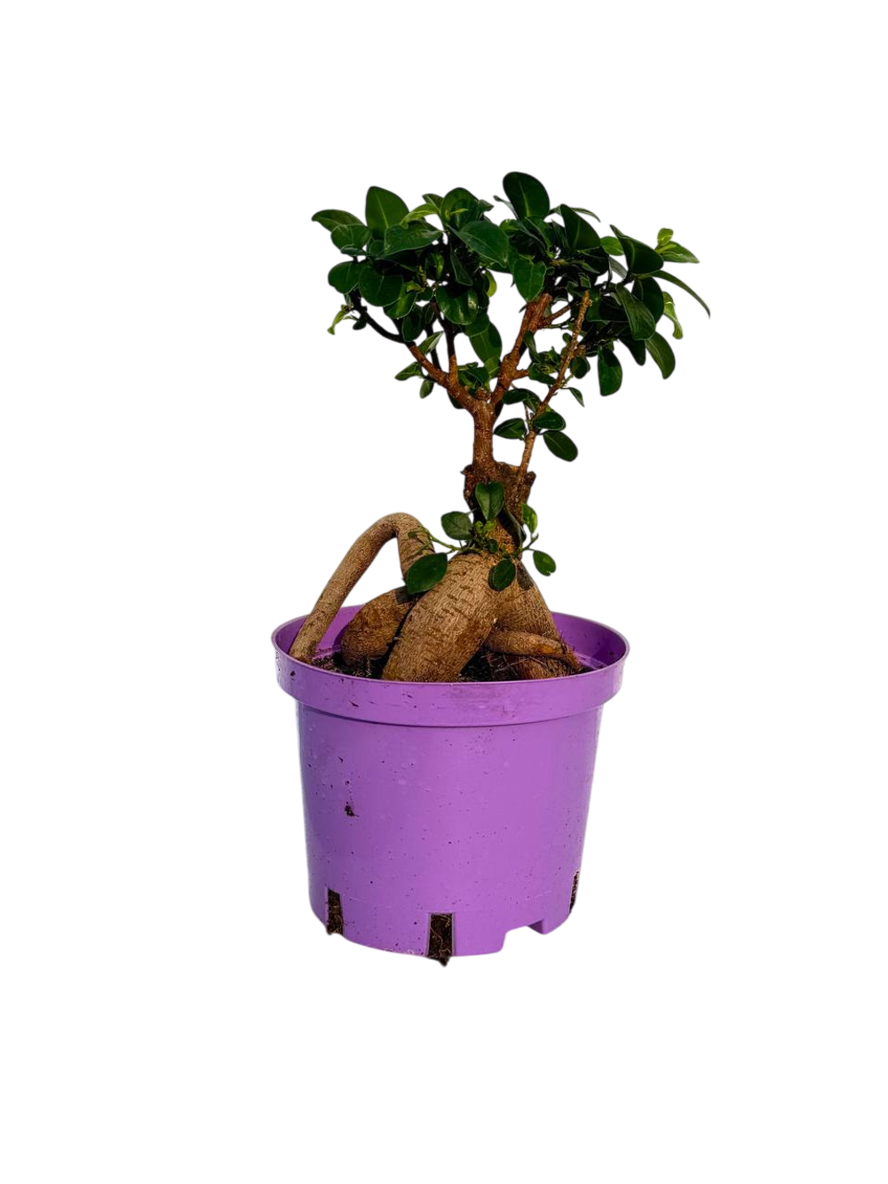 Фикус Гинсенг д.17 СП