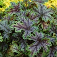 Гейхерелла