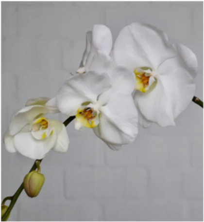 Фаленопсис белый д.12