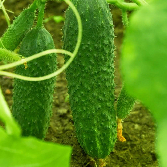 Директор F1 семена огурца партенокарпического (Nunhems / ALEXAGRO) культура – фото 3