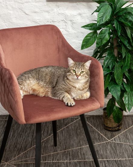 Стул Ника вращающийся велюр пыльно-розовый 2 шт.