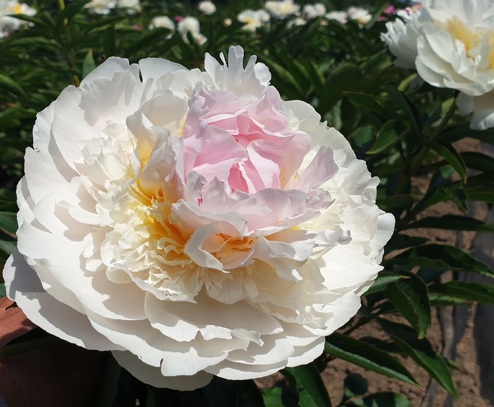 Пион Блаш Квин 3-5 почек Закупка М81 октябрь 2026