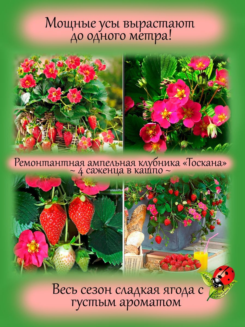 Клубника Тоскана ампельная ремонтантная