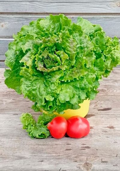 Салат листовой Сыроежкин