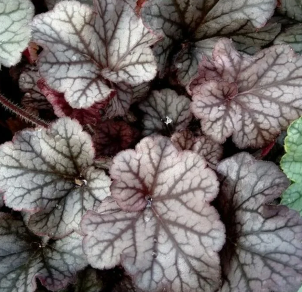 Гейхера Нозерн Экспоже Сильвер рассада ОКС меристема