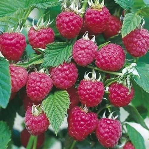 Малина ремонтантная Пингвин красная, штамбовый тип (малиновое дерево)