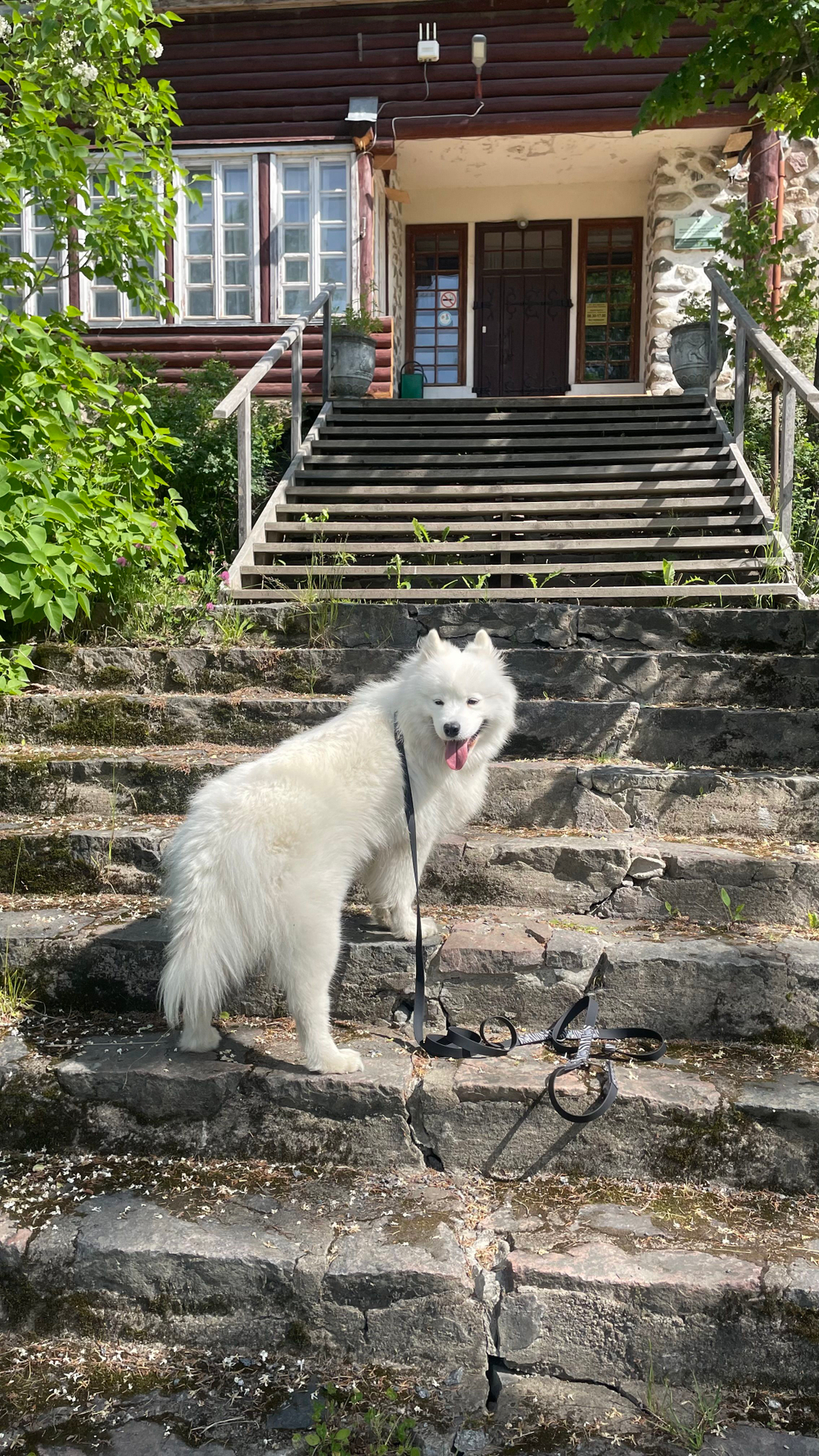 Поводок перестежка 3 метра , для собак из Биотана , 15 мм , черный / зебра