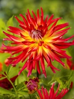 Георгин кактусовидный Бора Бора