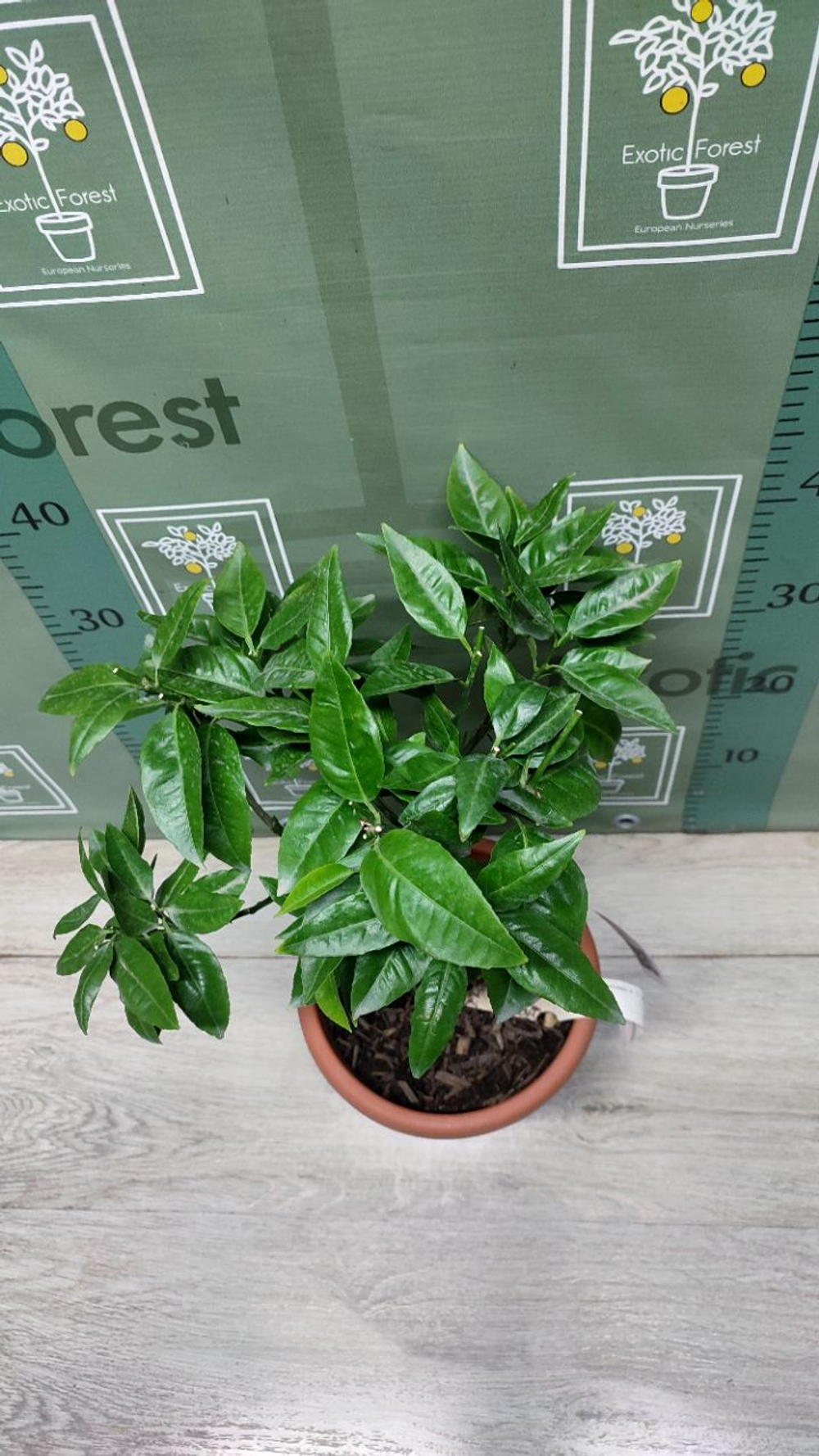 C. deliciosa × C. sinensis “Cadenera”