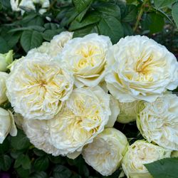 Винтэр Лодж (Winter Lodge)