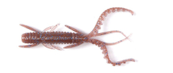 Виброхвосты съедоб. искусст. LJ Pro Series HOGY SHRIMP 3.5in (08.90)/S19 5шт.
