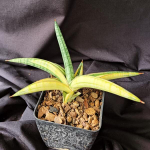 Сансевиерия LAVRANOS YELLOW VAR