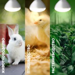 Инфракрасная лампа ЭРА ИКЗ 220-250 R127 кратность 1 шт Е27 / E27 для обогрева животных и освещения 250 Вт