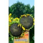 Семена Подсолнечник Лакомка (УД) Е/П
