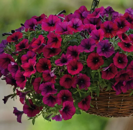 Петуния Шок Вейв Дип Парпл МАРТ Рассада ОКС