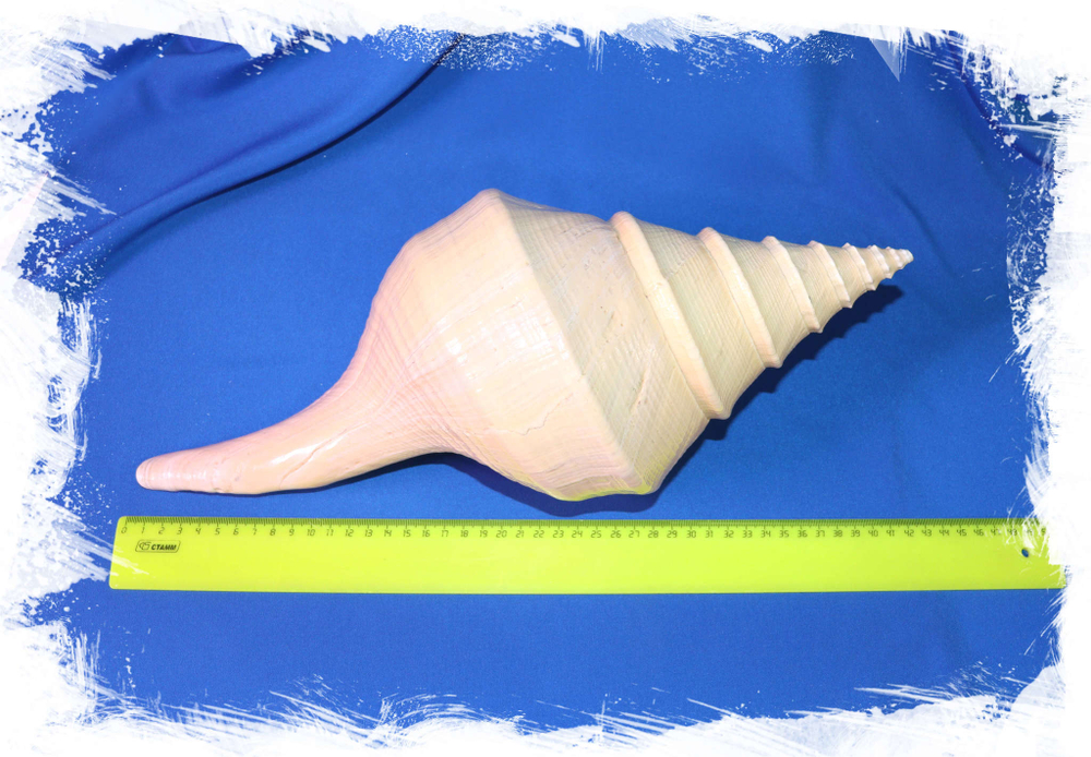 Самый большой брюхоногий моллюск Гигантский австралийский трубач (Syrinx aruanus) размер