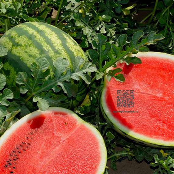 Екинокс F1 семена арбуза (Seminis / Семинис) культура – фото 1