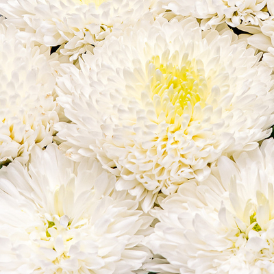 Букет из 9 одноголовых хризантем