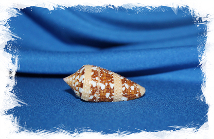 Конус аммиралис (Conus ammiralis) 4 см.