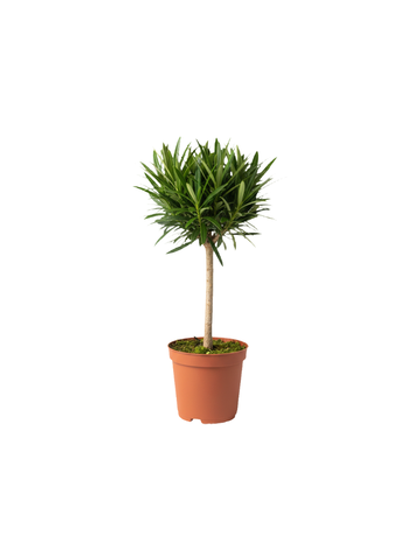 Подокарп крупнолистный Japanese Hinoki Cypress д.9