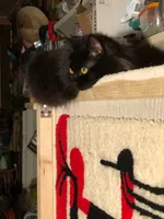 Купить Коврик Plushedelica Голос улиц Коврик Plushedelica Голос улиц