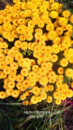 Хр4 Хризантема мультифлора