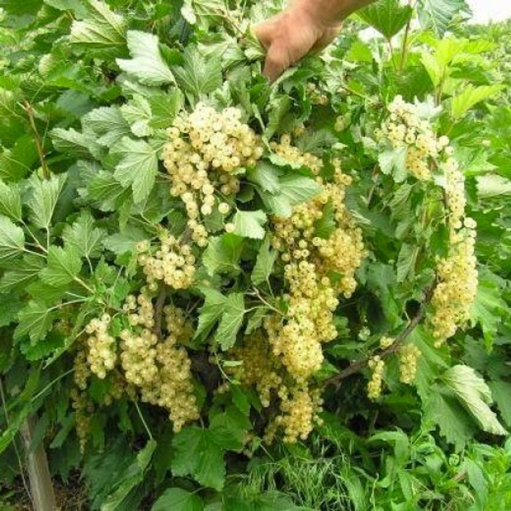 Смородина Версальская белая