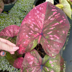 Каладиум SCB