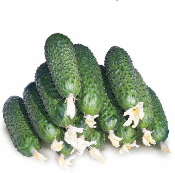4097 F1 семена огурца партенокарпического (Seminis / Семинис) культура – фото 2