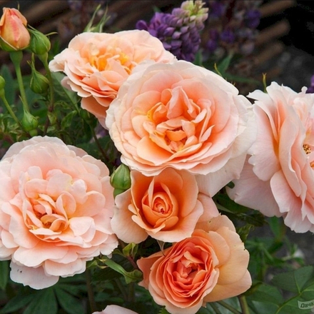 IMPALA (KORSTERNFUE) (Импала)