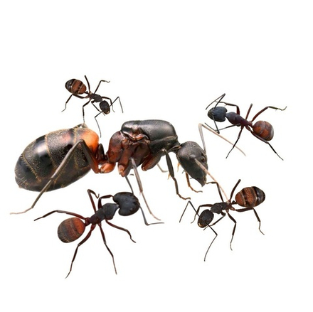 Муравьи Camponotus cruentatus (Крупные африканские муравьи)