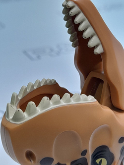 USED Карнотавр carn01