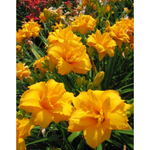 Лилейник гибридный Кондилла С2