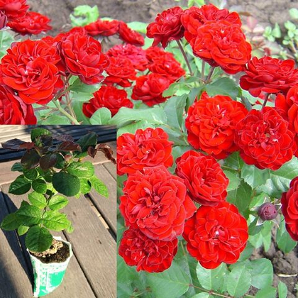 Роза Кордула флорибунда саженец с ЗКС.