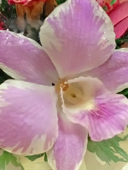 натуральные цветы в стекле, вакуум