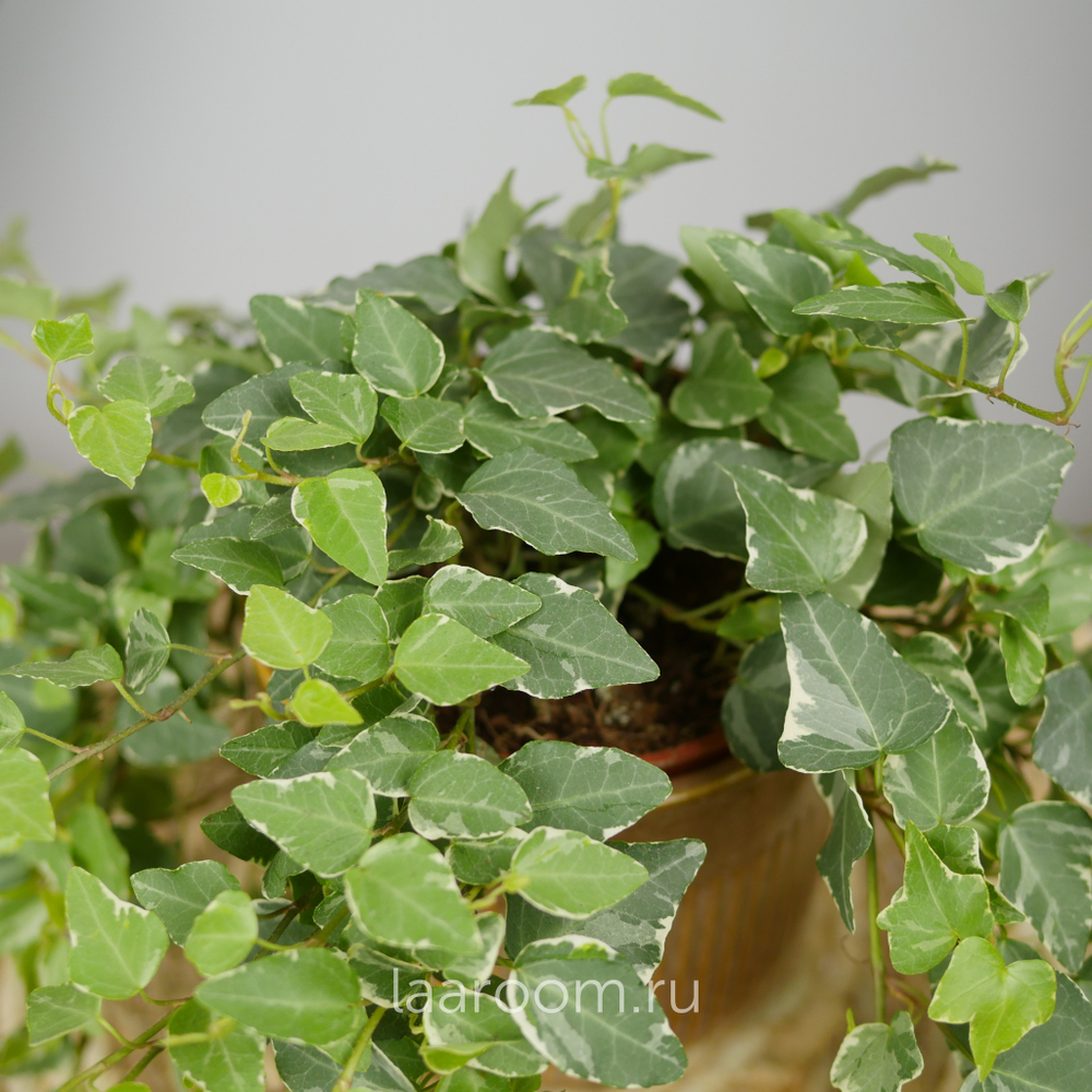 Хедера хеликс Бонг 13/35