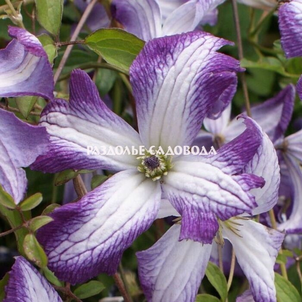 Клематис Ай Эм Леди Джей