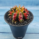 Gymnocalycium Variegata (Гимнокалициум Вариегатный)