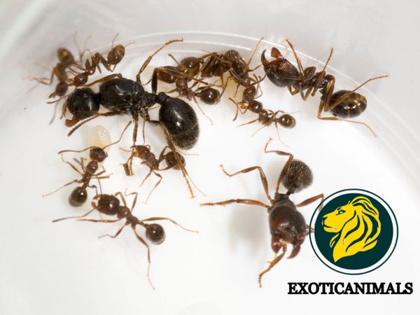 Какие муравьи лучше подойдут для новичков?