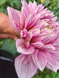 Георгин Лавандео