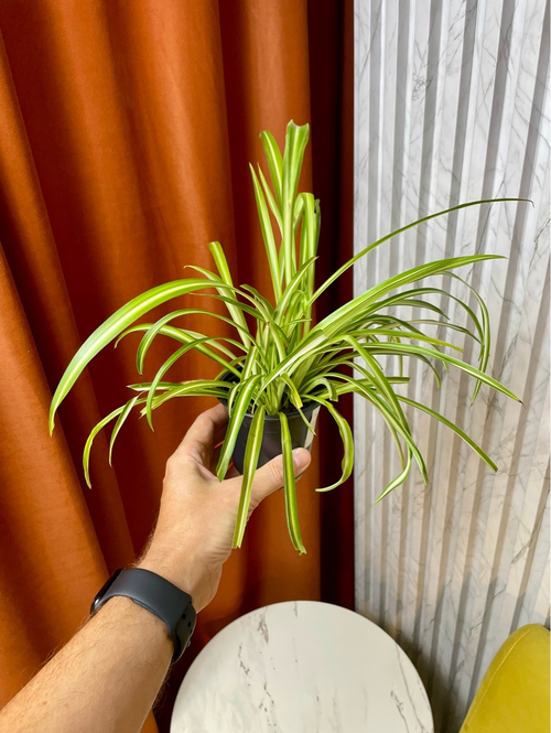 Хлорофитум пестрый, D9см Н15см, 1шт, Urban Jungle