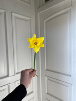 Нарцис желтый