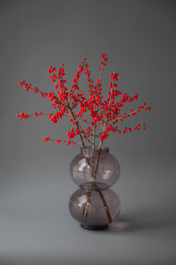 Илекс красный