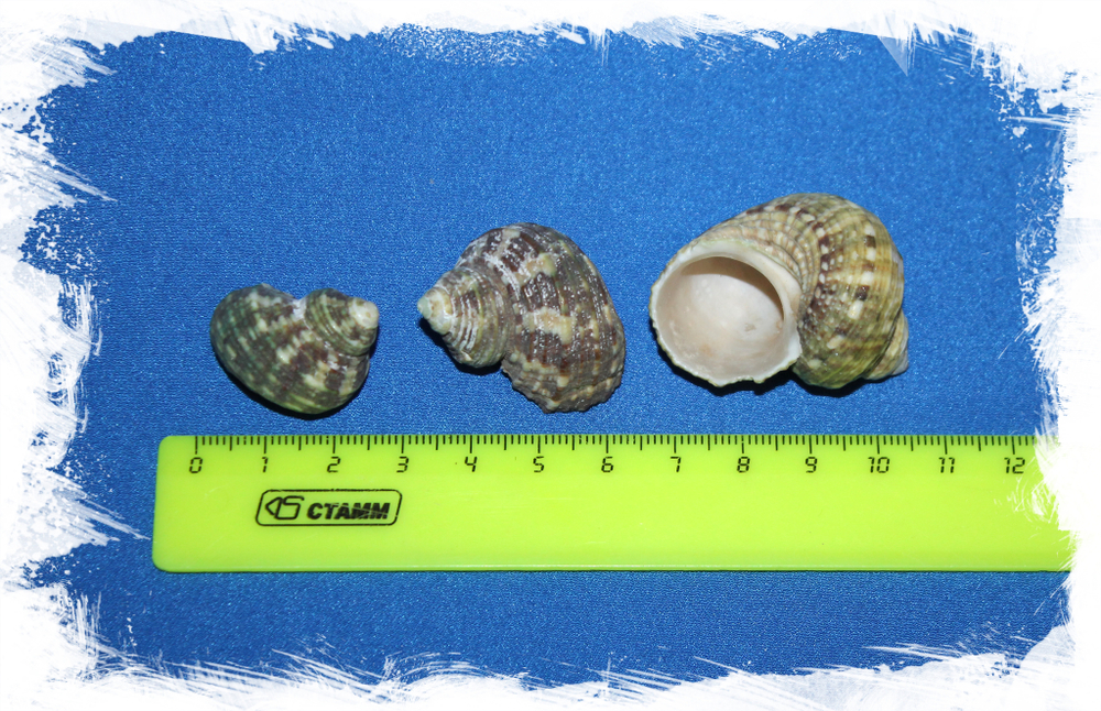 Декоративные морские ракушки Турбо