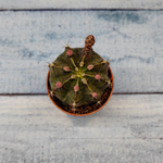 Gymnocalycium Friedrichii (Гимнокалициум)