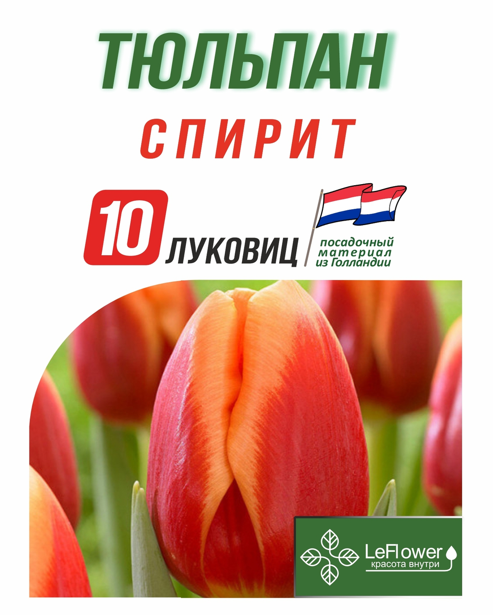 Тюльпан Луковица, Спирит, 10шт