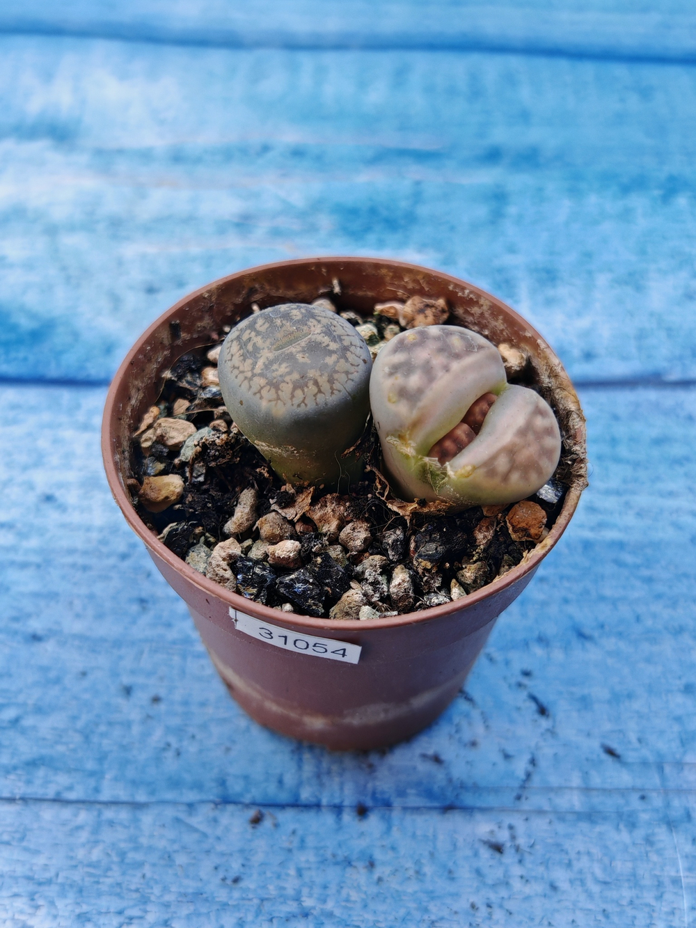 Lithops sp. (Литопсы)