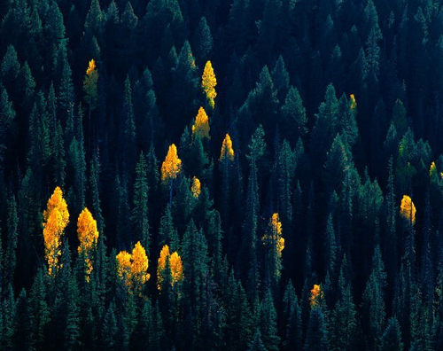 Бесшовные фотообои