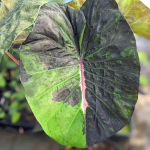 Колоказия MEGAMASER